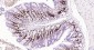 PCNA Mouse mAb